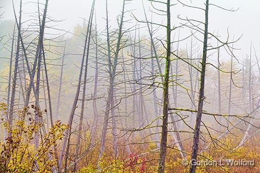 Dead Trees In Autumn Fog_28505.jpg - Photographed near Lombardy, Ontario, Canada.